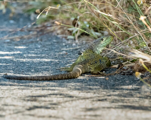 Lagarto ocelado (Timon lepidus). Lizard on the road