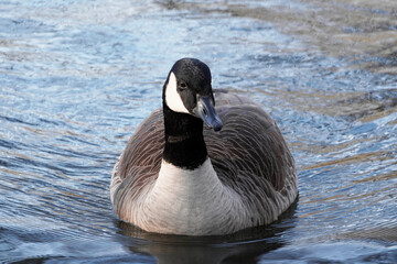Schwimmende Kanadagans an einem Teich. Heimische Gansarten.