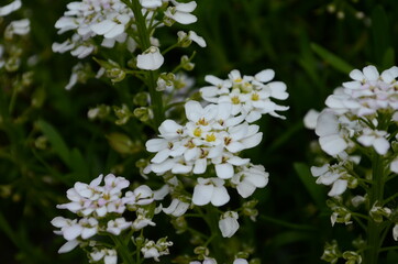 Spring white Iberis flowers. Iberis sempervirens white flowering plant