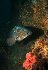 Big grouper by coral reef.
