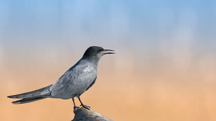Black Tern sitting on a stump on a beautiful background
