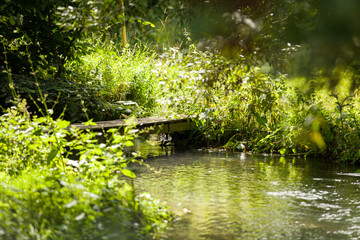 pretty little bridge spanning a small wild stream