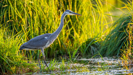 Grey Heron hunting in reeds