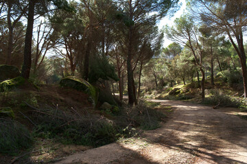 krajobraz góry drzewa las widok natura