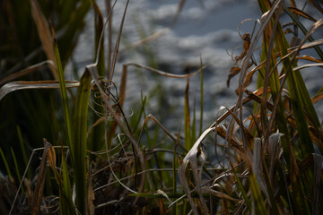 reeds in the water