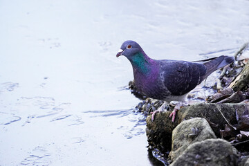 Straßentaube am gefrorenen See im Winter. Heimische Taubenarten.