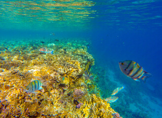 
incredibly beautiful combinations of colors and shapes of living coral reef and fish in the Red Sea in Egypt, Sharm El Sheikh