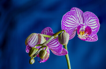 Purple orchid isolated on blue background