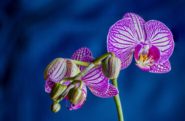 Fototapeta na wymiar Purple orchid isolated on blue background