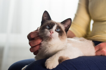 The woman caresses a small Siamese kitten. Siamese white kitten sitting in the woman's arms....