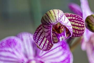 Purple orchid isolated on green background