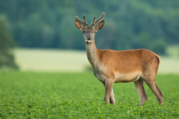 Red deer, cervus elaphus, stag with new antlers wrapped in velvet standing in clover. Brown animal chewing on glade. Wild mammal looking to the camera on grass.