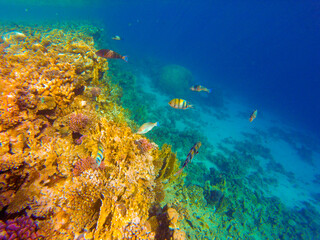 
incredibly beautiful combinations of colors and shapes of living coral reef and fish in the Red Sea in Egypt, Sharm El Sheikh