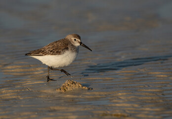 Dunlin in the morning light at Busaiteen coast, Bahrain