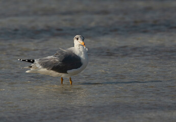 Portrait of a Great black-headed gull at Busiateen coast