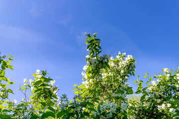 Jasmine flowers against blue sky in sunny day.