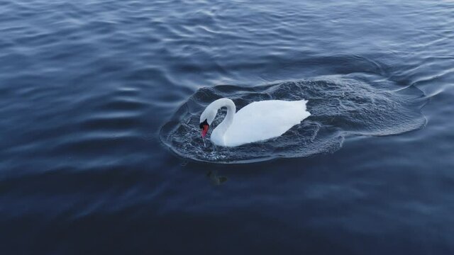 Swan Swimming And Bathing In Lake