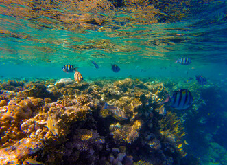 
incredibly beautiful combinations of colors and shapes of living coral reef and fish in the Red Sea in Egypt, Sharm El Sheikh