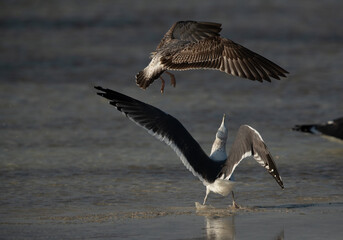 A Lesser Black-backed Gull charging other at Busaiteen coast, Bahrain