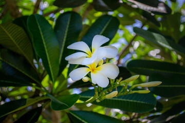 White Frangipani flowers on a bunch of tree,sunlight ray.