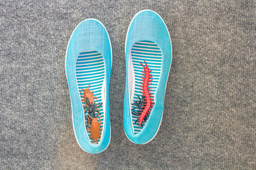 Pranks and tricks for April Fool's Day. Female shoes with artificial insects, cockroaches and worms inside. April 1.