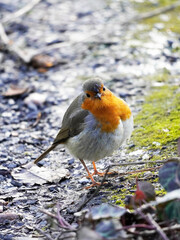 Aufgeplustertes kleines Rotkehlchen. Europäische Singvögel im Winter. Erithacus