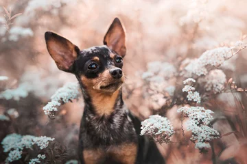 Prague ratter with Pink Flowers © Kateřina Zajíčková
