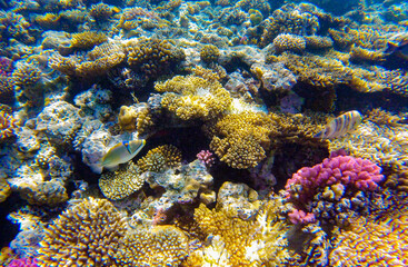 
incredibly beautiful combinations of colors and shapes of living coral reef and fish in the Red Sea in Egypt, Sharm El Sheikh
