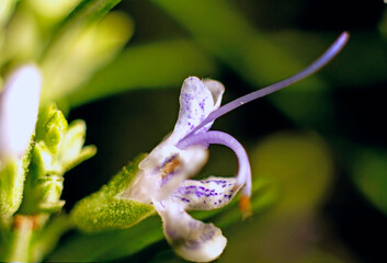 Rosemary flower with dark background. The rosemary flower is less than 0.5 cm in size and is purple and white. The stamens are golden and the pistil purple.