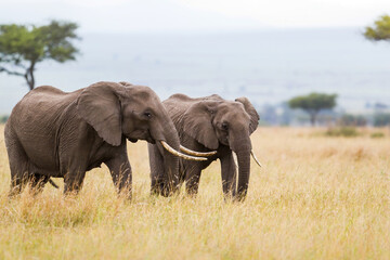 Naklejka na ściany i meble Elephant herd walking on the plains of the Masai Mara National Park in Kenya