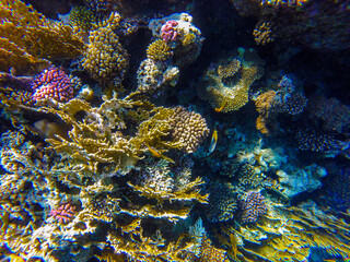 Naklejka na ściany i meble incredibly beautiful combinations of colors and shapes of living coral reef and fish in the Red Sea in Egypt, Sharm El Sheikh