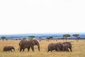 Elephant herd walking on the plains of the Masai Mara National Park in Kenya