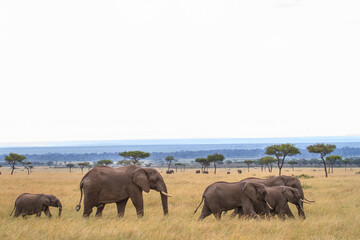 Obraz premium Elephant herd walking on the plains of the Masai Mara National Park in Kenya