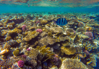 
incredibly beautiful combinations of colors and shapes of living coral reef and fish in the Red Sea in Egypt, Sharm El Sheikh