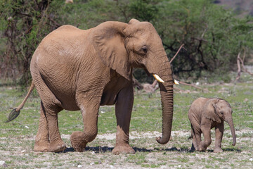 Elephant  mother and her baby  on the plains of the Samburu National Park in Kenya