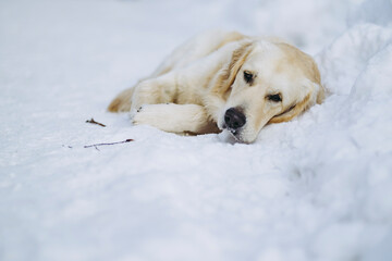 Jeune chien de race golden retriever couché et jouant dans la neige