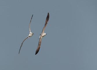 Lesser Black-backed Gull chasing other for a crab at Busaiteen coast, Bahrain
