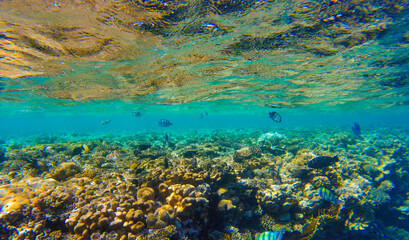 Fototapeta na wymiar incredibly beautiful combinations of colors and shapes of living coral reef and fish in the Red Sea in Egypt, Sharm El Sheikh