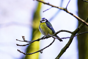 Blaumeise im Winter. Europäische Vogelarten. Cyanistes caeruleus.