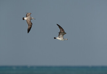 Lesser Black-backed Gull chasing other for a crab at Busaiteen coast, Bahrain