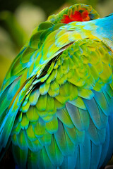 Obraz premium blue and yellow macaw
