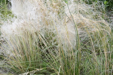 Closeup Stipa borysthenica know as Stipa sabulosa  with blurred background