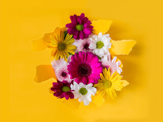 colorful blooming daisies on torn yellow paper background