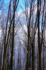 Fototapeta premium Beautiful snowy landscape after heavy snowfall