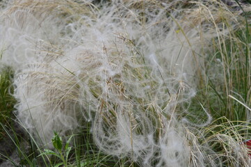 Closeup Stipa borysthenica know as Stipa sabulosa  with blurred background