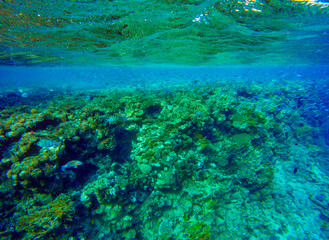 
incredibly beautiful combinations of colors and shapes of living coral reef and fish in the Red Sea in Egypt, Sharm El Sheikh