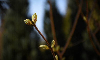 bud of a flower and blurry background