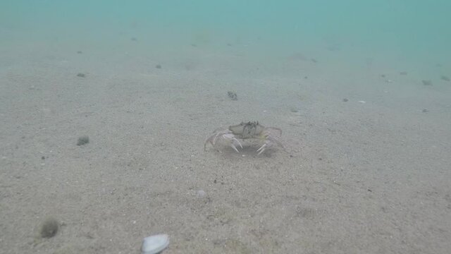 View of a sea crab in the black sea in the sand
