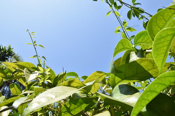 Fototapeta premium green leaves on a blue background