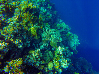 
incredibly beautiful combinations of colors and shapes of living coral reef and fish in the Red Sea in Egypt, Sharm El Sheikh